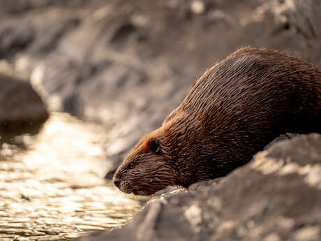 Une rencontre crépusculaire avec le castor avec Pierre Peyret - Les Rendez-vous du Parc 2026