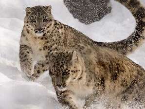 Ateliers 6 / 10 ans - Les animaux et le froid