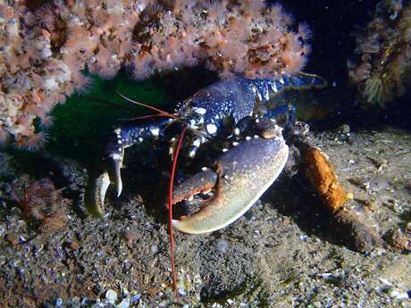 Diving with the Nautilus, exploration trips at sea