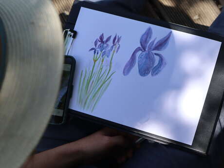 Stage d'aquarelle naturaliste