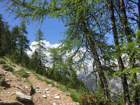 Nature & well-being walks: “An Initiatory World”