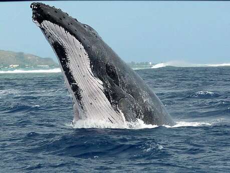 Tahiti Lagoon Paradise - Sortie baleine Tahiti Lagoon Paradise - Sortie baleine