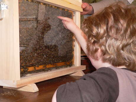 Instants découvertes - Vie de l'Abeille, travail de l'apiculteur