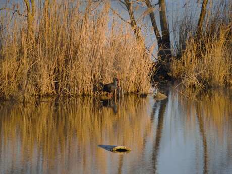 Visite du Marais de Beauchamp