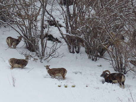 Discovery outing - Accompanied snowshoe hikes: The mouflons of Montagne de Uble