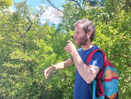 Balade botanique à Aspremont « Des rives du Buëch aux vestiges du château »