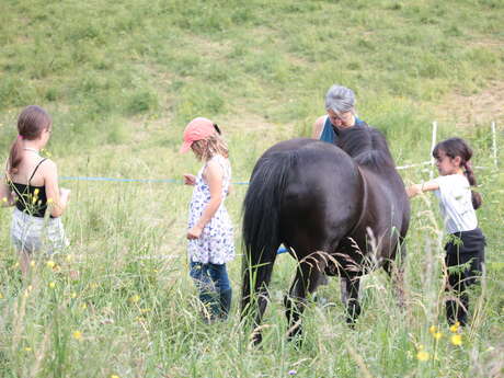 Ateliers "Découvrir le cheval autrement"