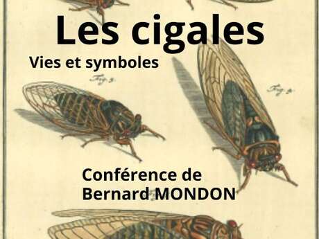 Conférence « Les cigales, vies et symboles »