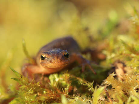 Dunes du Mont Saint-Frieux - Les secrets de la mare