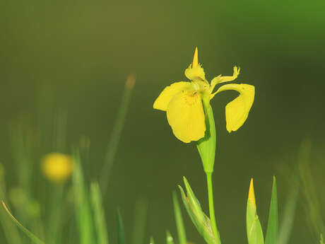 Réserve Naturelle Régionale du Marais de Condette -  Les plantes, du jardin aux œuvres