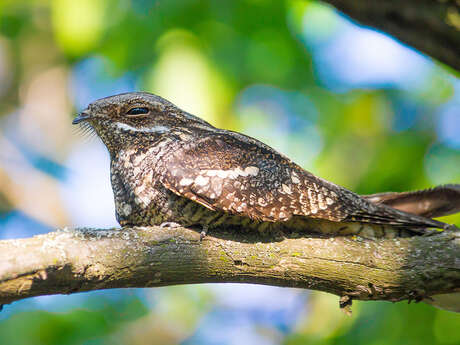 Dunes du Mont Saint-Frieux - À l’écoute de l’engoulevent