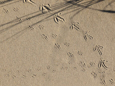 Dunes du Mont Saint-Frieux - Sortie traces et indices