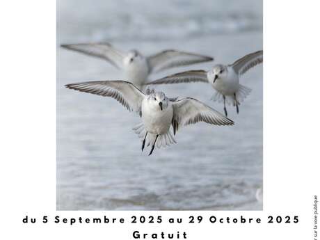 Exposition :"Rêveries d'Icare"