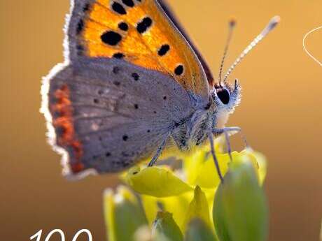 Eden 62 : Glaisière de Nesles - Grenouilles en vadrouille