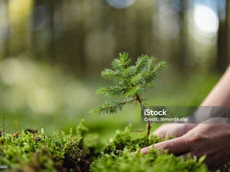 Plantation et exposition