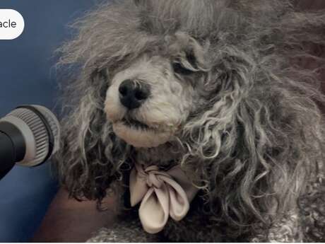 Dialogues de bêtes - Spectacle