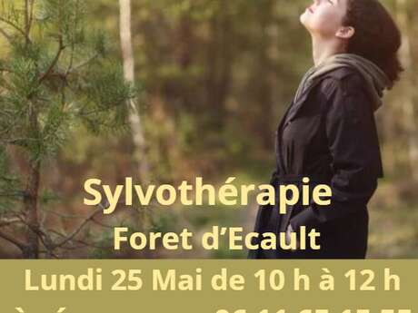 Sylvothérapie Forêt d'Ecault Hardelot