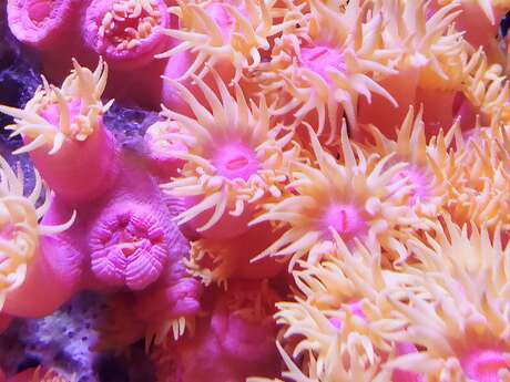 Soirée-rencontre : À la découverte des récifs coralliens