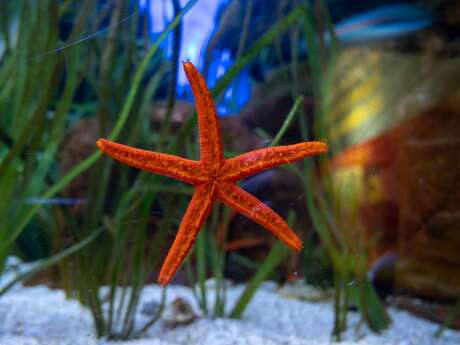 Journées Européennes du Patrimoine