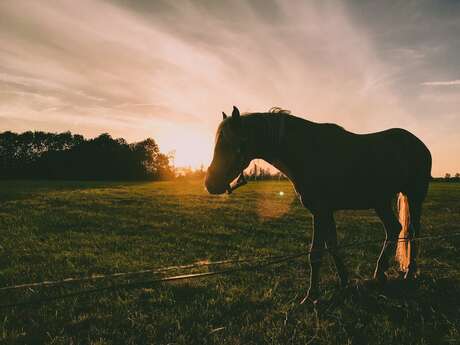 Equitation