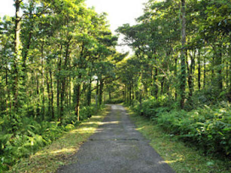 Forêt de Mare-Longue