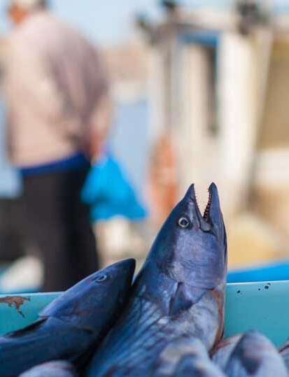 L'étal des pêcheurs L'étal des pêcheurs