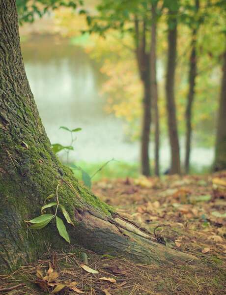 Les mille et un mystères de la forêt dombiste Les mille et un mystères de la forêt dombiste