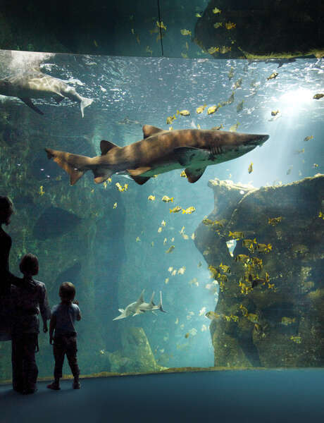 Visite Guidée: Balade immersive au cœur de l'Océan - Aquarium de La Rochelle Visite Guidée: Balade immersive au cœur de l'Océan - Aquarium de La Rochelle