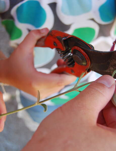 Atelier bouturage d'olivier Atelier bouturage d'olivier
