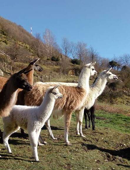Visite en plein air  "la Ferme des Lamas"