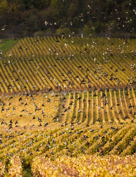 Activité famille : Crée ton nichoir et ta mangeoire à oiseaux ! Activité famille : Crée ton nichoir et ta mangeoire à oiseaux !