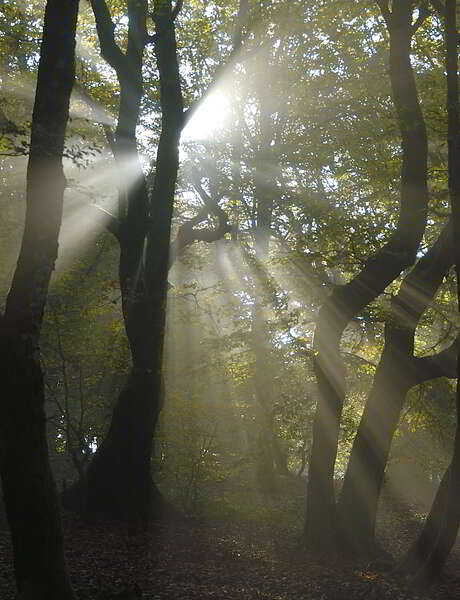 Jour de forêt à Bibracte