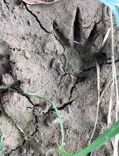 Sur la piste des traces et indices d'animaux