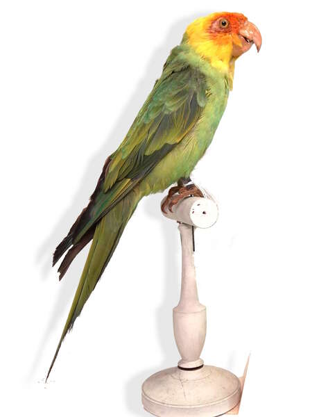 Exposition "Drôles d'oiseaux : lumière sur une collection exotique"