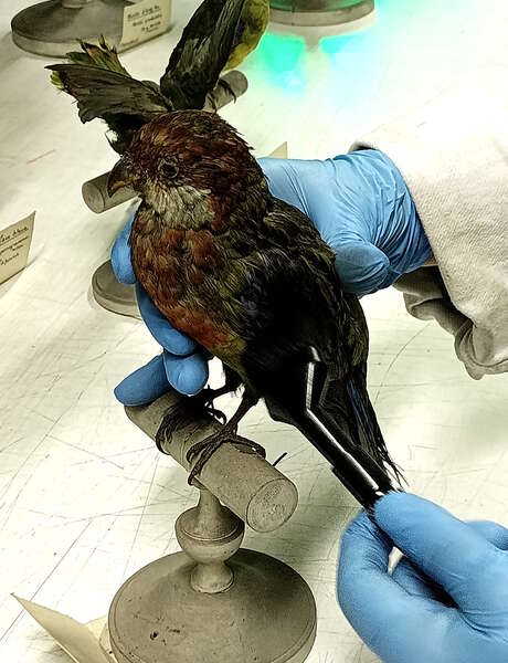 La face cachée des collections - Atelier pour les 7/12 ans La face cachée des collections - Atelier pour les 7/12 ans