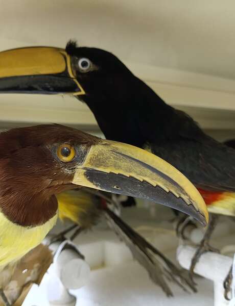 Les oiseaux exotiques du Muséum (Journées Européennes du Patrimoine)