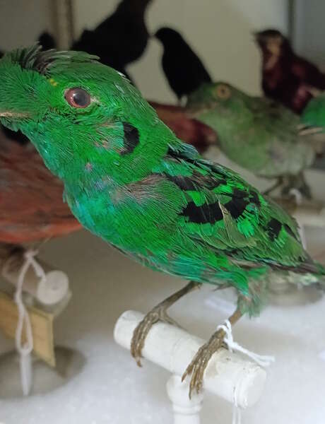 Mon oiseau exotique - Atelier pour les 7/12 ans Mon oiseau exotique - Atelier pour les 7/12 ans