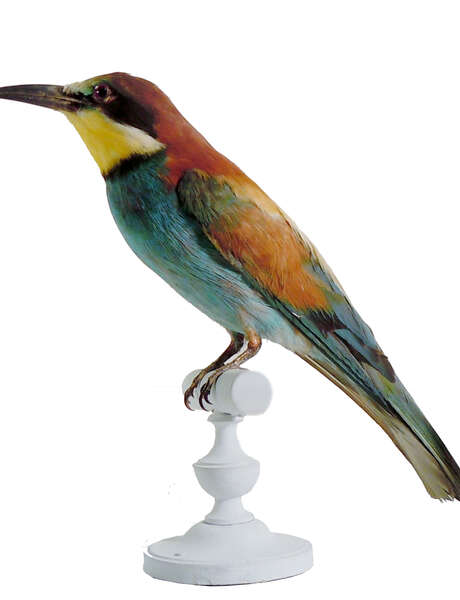 Les oiseaux exotiques du Muséeum - Atelier pour les 4/6 ans. Les oiseaux exotiques du Muséeum - Atelier pour les 4/6 ans.