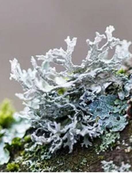 Balade botanique dessinée... Les lichens de Bibracte !