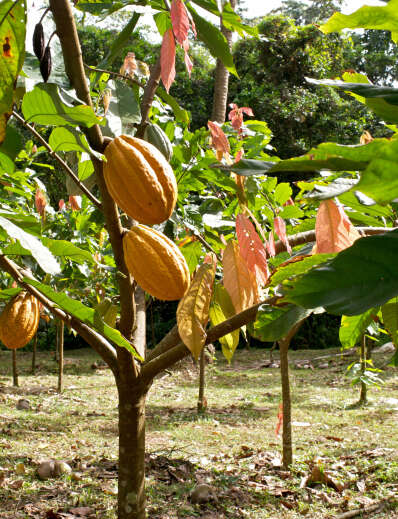 Atelier Dégustation Rhums & Chocolats (Habitation Saint-Etienne) Atelier Dégustation Rhums & Chocolats (Habitation Saint-Etienne)