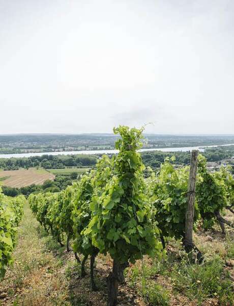 Culture et Vins au Domaine Anthony Paret