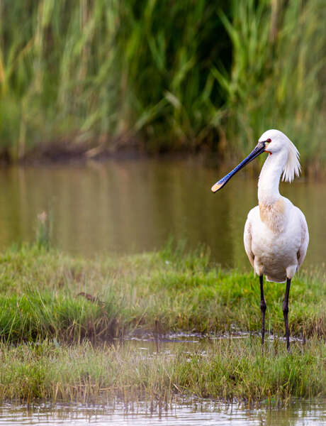 Jeux et ateliers créatifs pour les enfants autour des marais