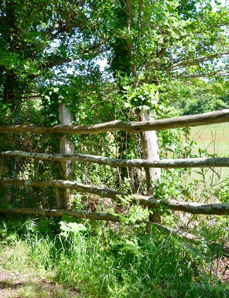 Balade nature : Balade commentée dans les marais de la Gripperie St-Symphorien