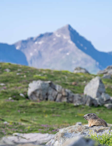 Marmotte du soir et dégustation