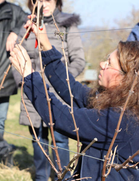 Visite et dégustation autour de la taille de la vigne