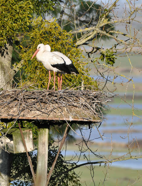 Fête de la nature et du bien-être