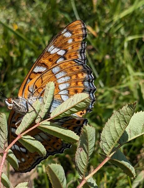 Découverte guidée des insectes autour du Refuge du Crêt du Poulet