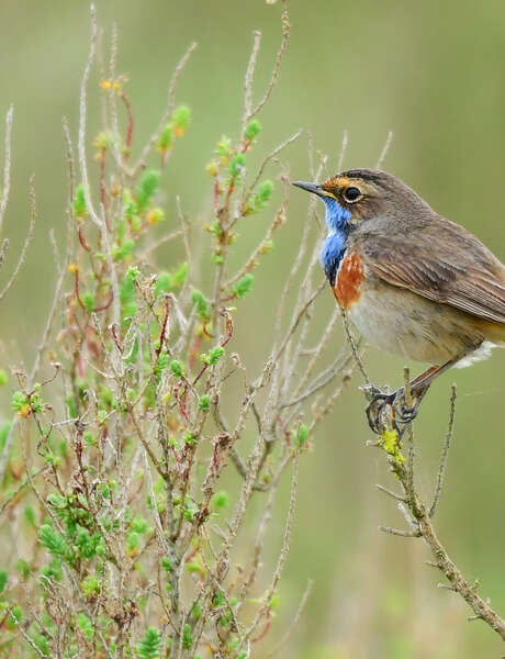 Le printemps des Gorgebleues