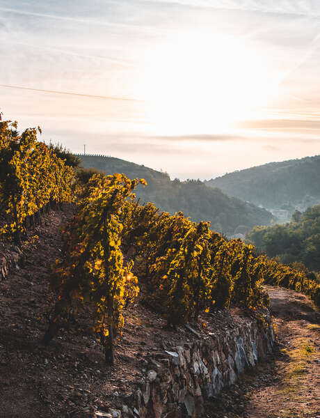 Sunset in the vineyards at Domaine Gaillard