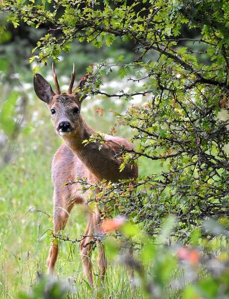 Questionnaire animal